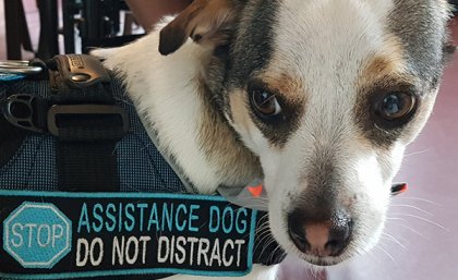 Kirby the Assistance Dog. Kirby the Assistance Dog.